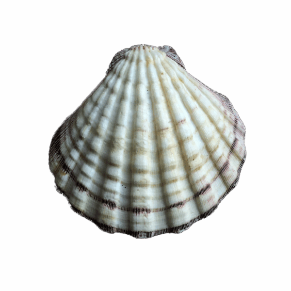 Pearl Rain Earrings - Image 5